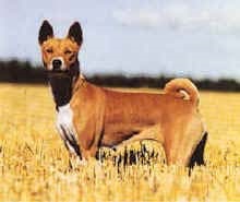 Retrieverul de aur (belarus) și basenji (ucraina)