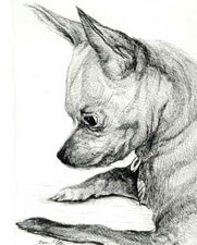 Capul și botul unei chihuahua, un cap de chihuahua pedigree nu este rotund, ci o cupolă în formă de măr