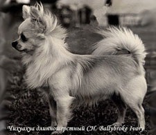 Capul și botul unei chihuahua, un cap de chihuahua pedigree nu este rotund, ci o cupolă în formă de măr