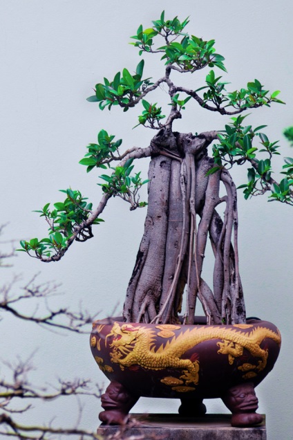 Pot pentru bonsai cum sa faci alegerea potrivita si optiunile originale - fac viata interesanta!