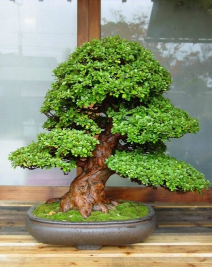 Pot pentru bonsai cum sa faci alegerea potrivita si optiunile originale - fac viata interesanta!