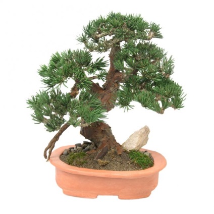 Pot pentru bonsai cum sa faci alegerea potrivita si optiunile originale - fac viata interesanta!