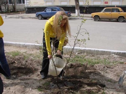 Rodie de munte descriere și caracterizare, plantare și de îngrijire