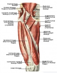 Mucusul gâtului coapsei