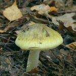 Gomba toadstools (43 fotó) neve, a faj leírása sápadt, mérgezés, hogyan lehet megkülönböztetni ehető származó,