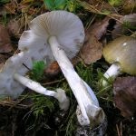 Gomba toadstools (43 fotó) neve, a faj leírása sápadt, mérgezés, hogyan lehet megkülönböztetni ehető származó,