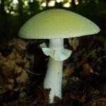 Gomba toadstools (43 fotó) neve, a faj leírása sápadt, mérgezés, hogyan lehet megkülönböztetni ehető származó,