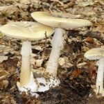 Gomba toadstools (43 fotó) neve, a faj leírása sápadt, mérgezés, hogyan lehet megkülönböztetni ehető származó,