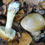 Gomba toadstools (43 fotó) neve, a faj leírása sápadt, mérgezés, hogyan lehet megkülönböztetni ehető származó,