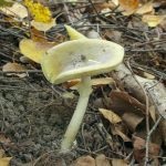 Gomba toadstools (43 fotó) neve, a faj leírása sápadt, mérgezés, hogyan lehet megkülönböztetni ehető származó,