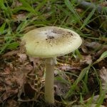 Gomba toadstools (43 fotó) neve, a faj leírása sápadt, mérgezés, hogyan lehet megkülönböztetni ehető származó,