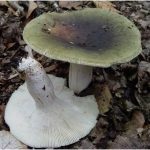 Gomba toadstools (43 fotó) neve, a faj leírása sápadt, mérgezés, hogyan lehet megkülönböztetni ehető származó,