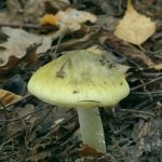 Gomba toadstools (43 fotó) neve, a faj leírása sápadt, mérgezés, hogyan lehet megkülönböztetni ehető származó,