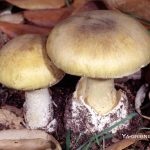 Gomba toadstools (43 fotó) neve, a faj leírása sápadt, mérgezés, hogyan lehet megkülönböztetni ehető származó,