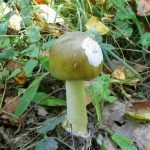 Gomba toadstools (43 fotó) neve, a faj leírása sápadt, mérgezés, hogyan lehet megkülönböztetni ehető származó,