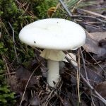 Gomba toadstools (43 fotó) neve, a faj leírása sápadt, mérgezés, hogyan lehet megkülönböztetni ehető származó,