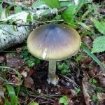 Gomba toadstools (43 fotó) neve, a faj leírása sápadt, mérgezés, hogyan lehet megkülönböztetni ehető származó,