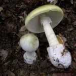 Gomba toadstools (43 fotó) neve, a faj leírása sápadt, mérgezés, hogyan lehet megkülönböztetni ehető származó,