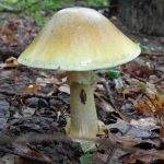 Gomba toadstools (43 fotó) neve, a faj leírása sápadt, mérgezés, hogyan lehet megkülönböztetni ehető származó,