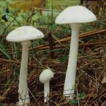 Gomba toadstools (43 fotó) neve, a faj leírása sápadt, mérgezés, hogyan lehet megkülönböztetni ehető származó,