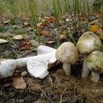 Gomba toadstools (43 fotó) neve, a faj leírása sápadt, mérgezés, hogyan lehet megkülönböztetni ehető származó,