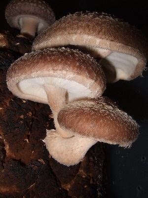 Shiitake ciuperci fotografie, descrierea și aplicarea de ciuperci
