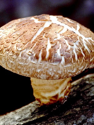 Shiitake ciuperci fotografie, descrierea și aplicarea de ciuperci