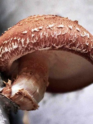 Shiitake ciuperci fotografie, descrierea și aplicarea de ciuperci