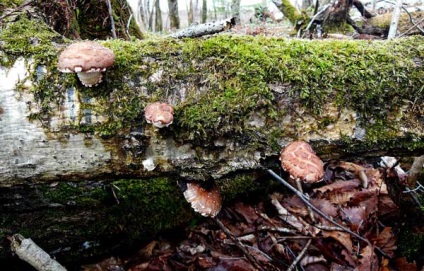 Shiitake ciuperci descriere, proprietăți utile și rău, fotografie