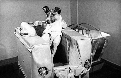 Сумна історія лайки, першої собаки, що побувала в космосі