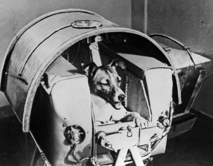 Povestea tristă a husky, primul câine care a fost în spațiu