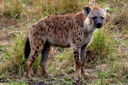 Interesante despre hienile