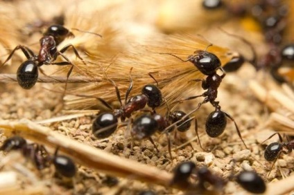 Érdekességek a hangyák