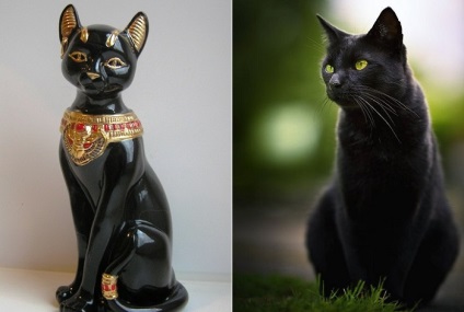 Породження диявола або ті, хто приносить удачу чорні кішки в культурах різних народів
