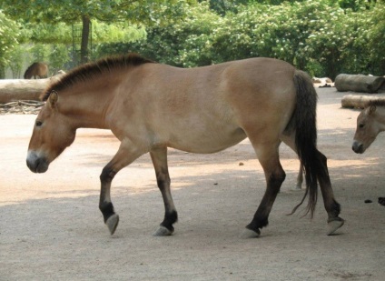 Animalele și plantele dispărute - doar interesante