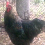 Изкривяването лапите на пилета - пилетата, форум за разплод и домашните птици