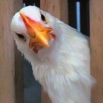 Curbura labei de găină este găinile, forumul despre creșterea și păstrarea păsărilor de curte