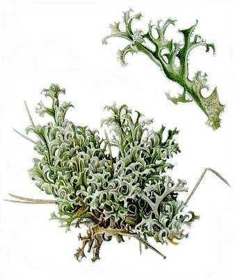 Mossul islandez (cetrarium)