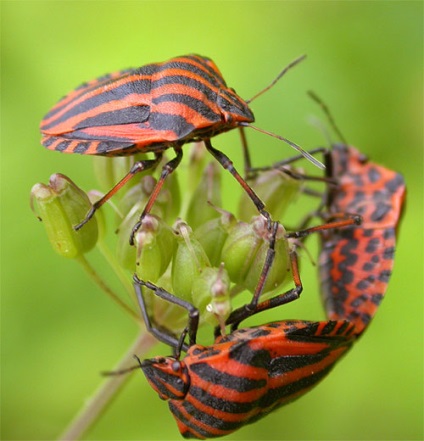 Gardianul bug-urilor italiene cum să lupte și cum să scapi