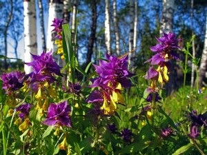 Іван-да-Мар'я або Липняк - цвітіння, збирання, заготівля, застосування