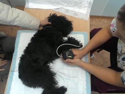 Вимірювання артеріального тиску у собак і кішок - ветеринарна клініка Радан