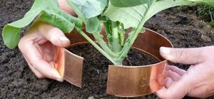 Cum să se ocupe de gogoși în grădină efective mijloace și metode
