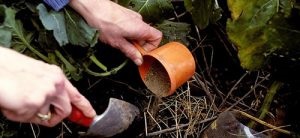 Як боротися зі слимаками в городі ефективні засоби і методи
