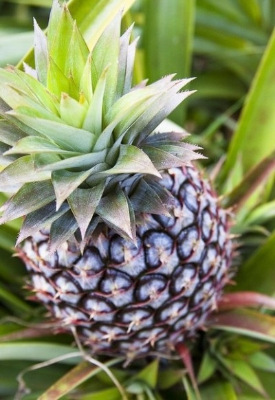 Cum să coajați o instrucțiune video de ananas pentru curățarea ananasului