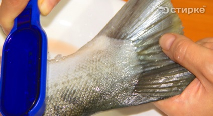 Як чистити рибу від луски з хвоста або з голови, жіночий інтернет-журнал