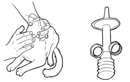 Cum de a da o pastila unei pisici, hraniti un medicament lichid sau sub forma de pulbere