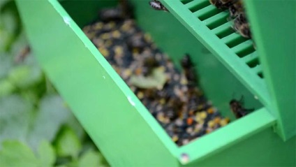 Cum se face polenul de albine?