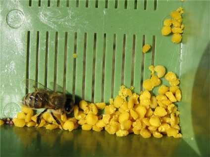Як видобувається бджолиний пилок правила прийому і зберігання