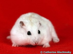 Cum să fotografiezi un hamster