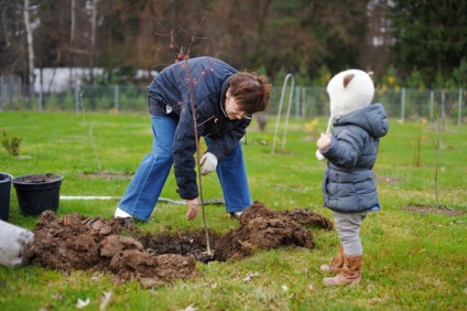 Ce sunt copacii și de ce este mai bine să plantați în toamnă